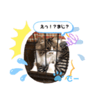 我が家のスター達（個別スタンプ：3）
