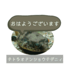 【敬語】フグ目スタンプ！！（個別スタンプ：1）