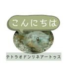 【敬語】フグ目スタンプ！！（個別スタンプ：2）