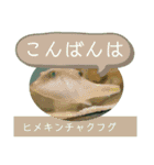 【敬語】フグ目スタンプ！！（個別スタンプ：3）