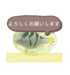 【敬語】フグ目スタンプ！！（個別スタンプ：5）