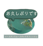 【敬語】フグ目スタンプ！！（個別スタンプ：6）