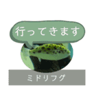 【敬語】フグ目スタンプ！！（個別スタンプ：7）