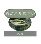 【敬語】フグ目スタンプ！！（個別スタンプ：10）