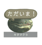 【敬語】フグ目スタンプ！！（個別スタンプ：11）
