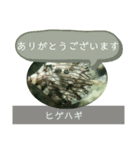【敬語】フグ目スタンプ！！（個別スタンプ：12）