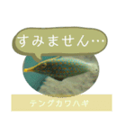 【敬語】フグ目スタンプ！！（個別スタンプ：13）
