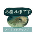 【敬語】フグ目スタンプ！！（個別スタンプ：14）