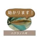 【敬語】フグ目スタンプ！！（個別スタンプ：16）