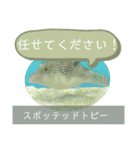 【敬語】フグ目スタンプ！！（個別スタンプ：17）