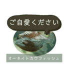 【敬語】フグ目スタンプ！！（個別スタンプ：19）