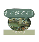【敬語】フグ目スタンプ！！（個別スタンプ：22）