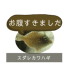 【敬語】フグ目スタンプ！！（個別スタンプ：23）
