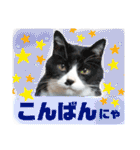 こはるんファミリー（個別スタンプ：3）