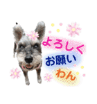 こはるんファミリー（個別スタンプ：8）