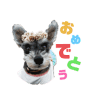 こはるんファミリー（個別スタンプ：12）