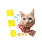 こはるんファミリー（個別スタンプ：29）