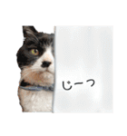 こはるんファミリー（個別スタンプ：32）