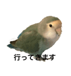 コザクラインコのピー（個別スタンプ：2）