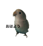 コザクラインコのピー（個別スタンプ：3）