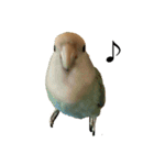 コザクラインコのピー（個別スタンプ：4）