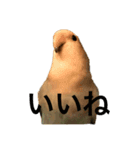 コザクラインコのピー（個別スタンプ：5）