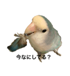 コザクラインコのピー（個別スタンプ：8）