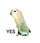 コザクラインコのピー（個別スタンプ：10）