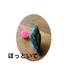 コザクラインコのピー（個別スタンプ：11）