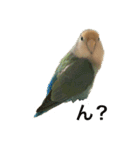 コザクラインコのピー（個別スタンプ：12）