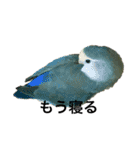 コザクラインコのピー（個別スタンプ：15）