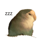 コザクラインコのピー（個別スタンプ：16）
