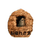 コザクラインコのピー（個別スタンプ：17）