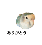 コザクラインコのピー（個別スタンプ：19）