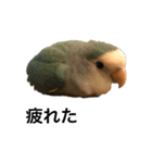 コザクラインコのピー（個別スタンプ：20）