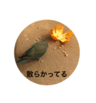 コザクラインコのピー（個別スタンプ：21）
