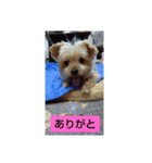 さくらとひめsakurahime（個別スタンプ：1）