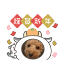 愛犬ちょこびのスタンプ②（個別スタンプ：1）