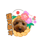 愛犬ちょこびのスタンプ②（個別スタンプ：3）