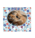 愛犬ちょこびのスタンプ②（個別スタンプ：4）