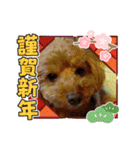 愛犬ちょこびのスタンプ②（個別スタンプ：5）