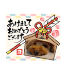 愛犬ちょこびのスタンプ②（個別スタンプ：7）