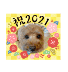 愛犬ちょこびのスタンプ②（個別スタンプ：11）