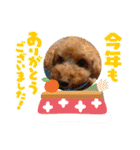 愛犬ちょこびのスタンプ②（個別スタンプ：13）