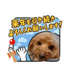 愛犬ちょこびのスタンプ②（個別スタンプ：15）
