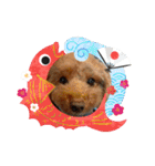 愛犬ちょこびのスタンプ②（個別スタンプ：20）