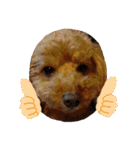 愛犬ちょこびのスタンプ②（個別スタンプ：24）