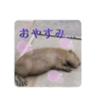 アニマルミックススタンプ〜お眠り動物達〜（個別スタンプ：4）