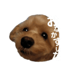 レオンにっき①（個別スタンプ：3）