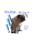 津軽弁犬2（個別スタンプ：3）